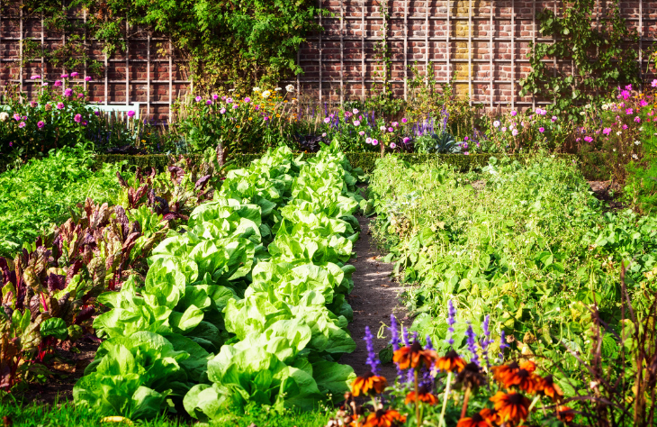 Jak zaprojektować ogród warzywny?